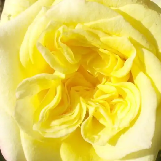 Galben - Trandafiri - Sterntaler ® - 